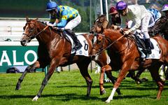 PMU - Arrivée du quinté du samedi 14 août à Deauville : Berkane revient de loin
