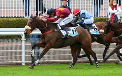 PMU - Arrivée du quinté du dimanche 14 novembre à Auteuil : Golden Witch quelle que soit l’opposition