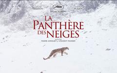 Vidéo : La Pantère des Neiges avec Vincent Munier