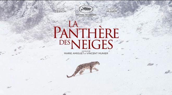 Vidéo : La Pantère des Neiges avec Vincent Munier