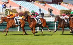 PMU - Arrivée du quinté du mardi 1er février à Cagnes-sur-Mer : le triomphe d’Olympie