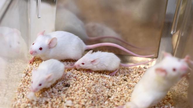 Cryptomonnaie : des souris bientôt modifiées par un virus pour contenir du Bitcoin ?