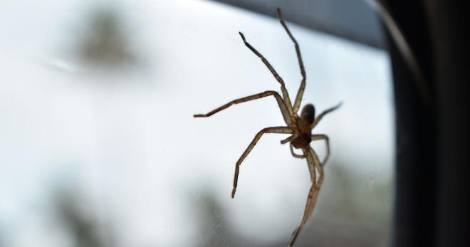 Australie : il cohabite depuis plus d’un an avec une araignée dans son véhicule