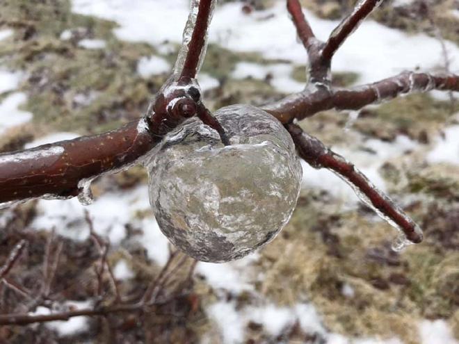 Phénomène météo extraordinaire : les pommes de glace