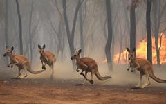 L’Australie vit déjà les effets d’El Niño et redoute un nouvel « été noir »