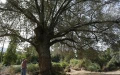 La récolte des olives à l'ancienne en Corse inscrite au patrimoine culturel immatériel