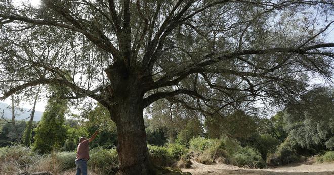 La récolte des olives à l'ancienne en Corse inscrite au patrimoine culturel immatériel