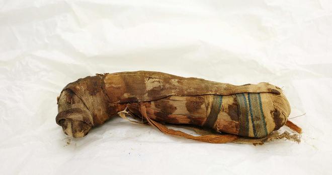 En Alsace, cinq momies égyptiennes d'animaux vieilles de 2.000 à 3.000 ans révèlent leurs secrets au scanner