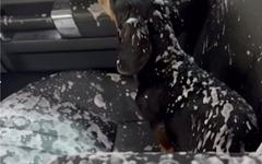 Son chien ouvre la vitre de sa voiture pendant le lavage automatique ! OUPS ! (vidéo)