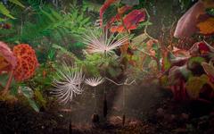 Dans le laboratoire cinématographique de « Planètes » de Momoko Seto