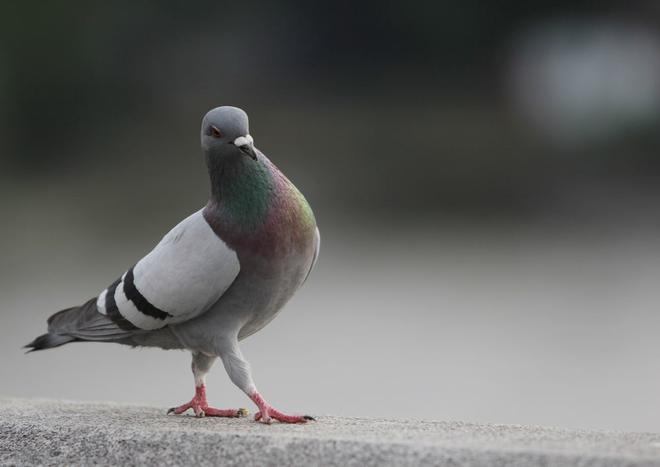 Le dernier acheteur est un pigeon…