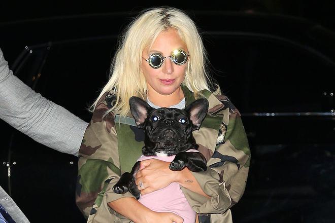 Lady Gaga promet plus de 200 millions de F CFA à celui qui va retrouver ses chiens